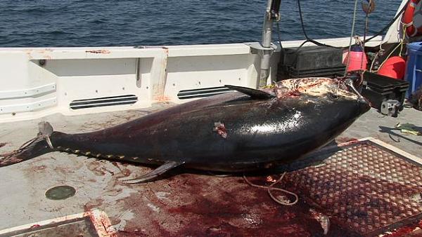 ATLANTIC BLUEFIN TUNA CAPTURE